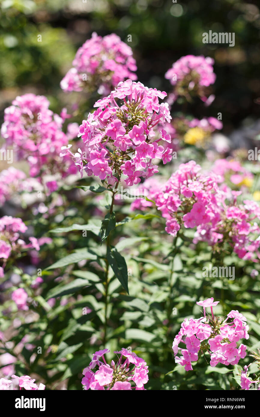 Phlox is blooming in the garden Stock Photo
