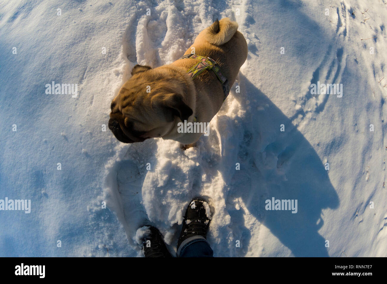 Dog walks in the winter. Pug stands at the feet of a man. Stock Photo