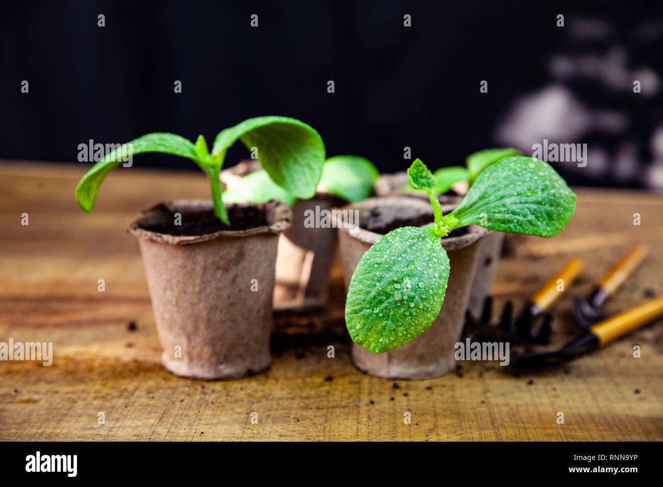 Seedlings in peat pots and tools on a wooden table Stock Photo - Alamy
