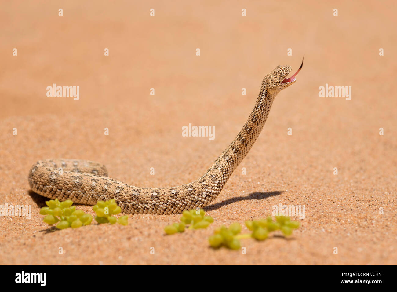 Peringuey's Adder - Bitis peringueyi, small venomous viper from Namib desert, Walvis Bay, Namibia. Stock Photo