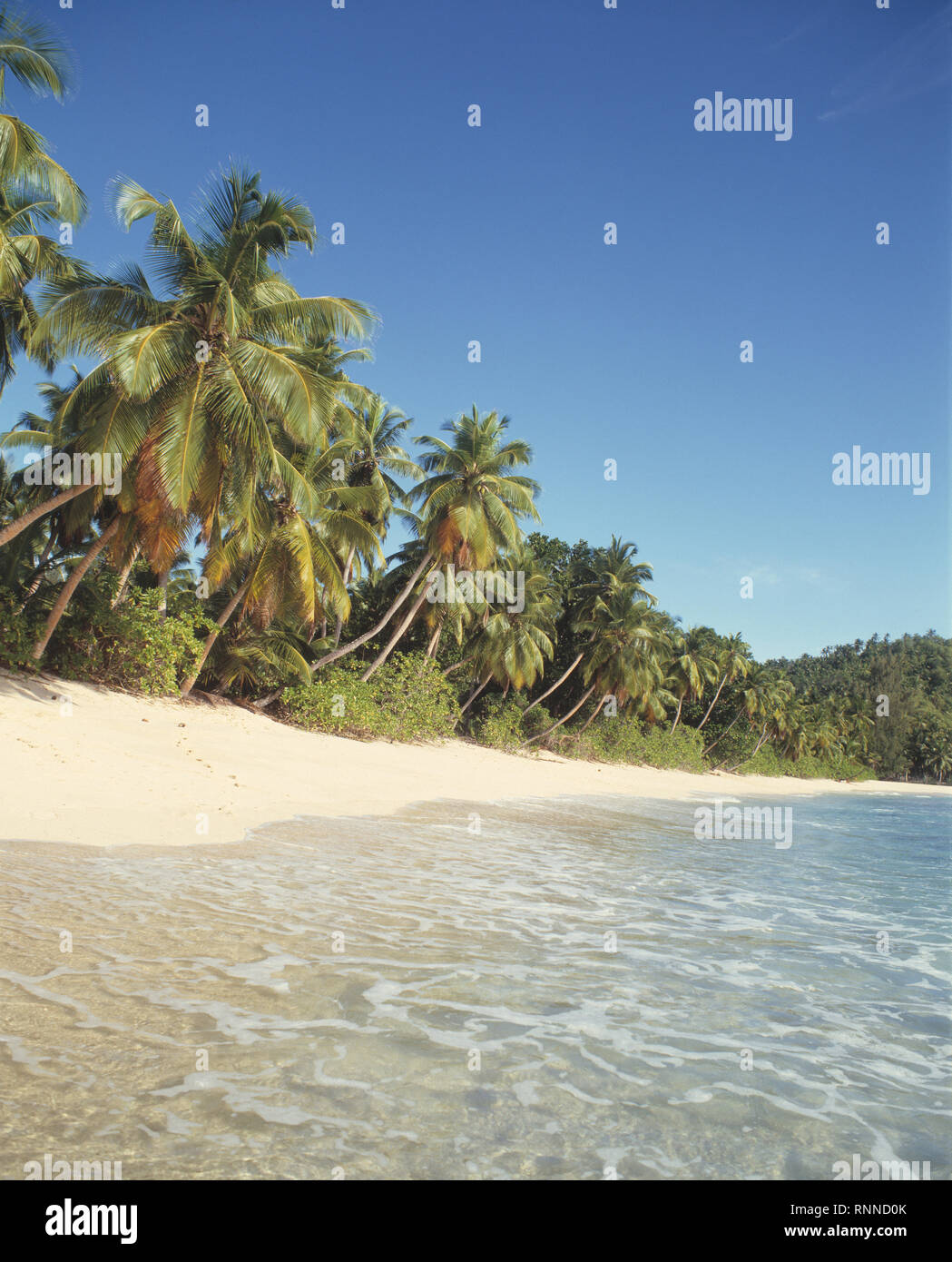 Seychelles. Mahe. Takamaka beach with coconut palm trees. Stock Photo