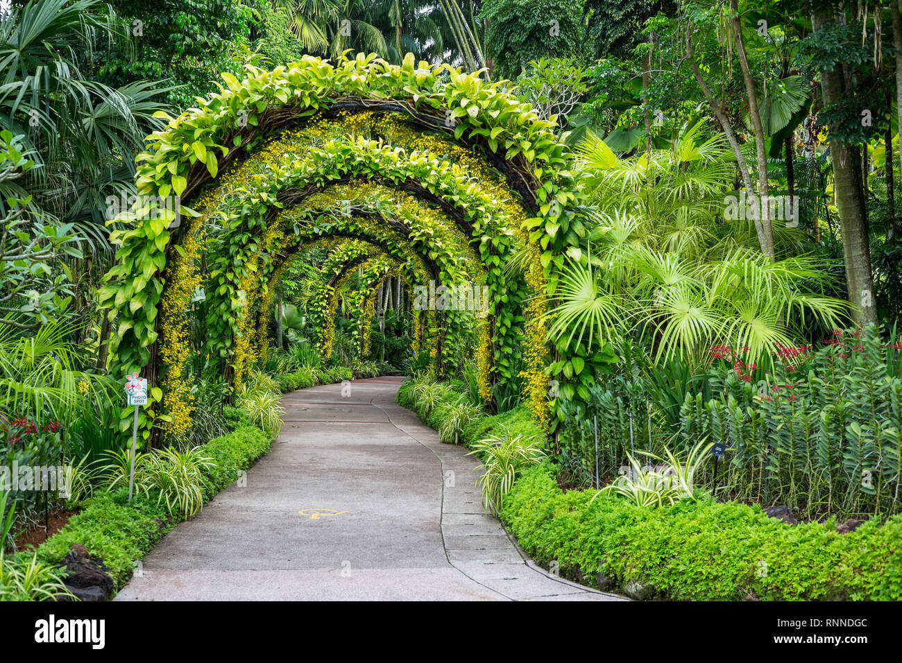 Singapore Botanic Garden, Golden Shower Arches in National Orchid Garden. Stock Photo