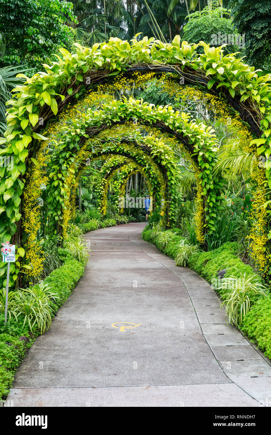 Singapore Botanic Garden, Golden Shower Arches in National Orchid Garden. Stock Photo