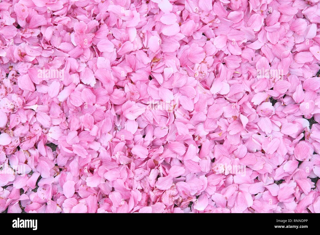 Nếu bạn yêu thích hoa anh đào tại Nhật Bản, chắc chắn sẽ thích ngắm nhìn hình ảnh Nền hình nền hoa anh đào hồng này. Với bầu không khí ấm áp và dịu dàng, họa tiết này sẽ đưa bạn đến những vùng đất mới và đem lại cảm giác sống động cho màn hình của bạn.