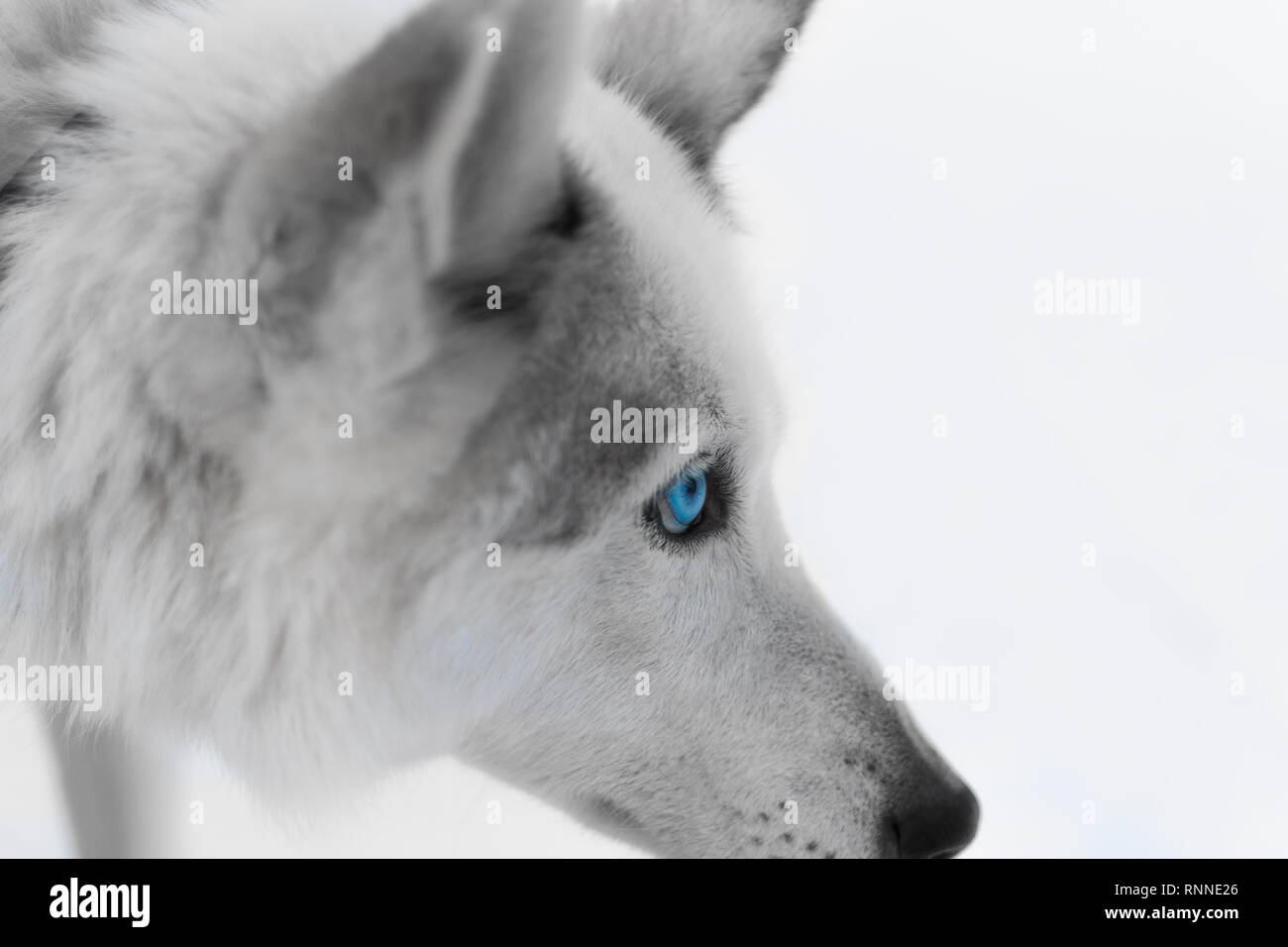 Portrait of husky with blue eyes Stock Photo - Alamy