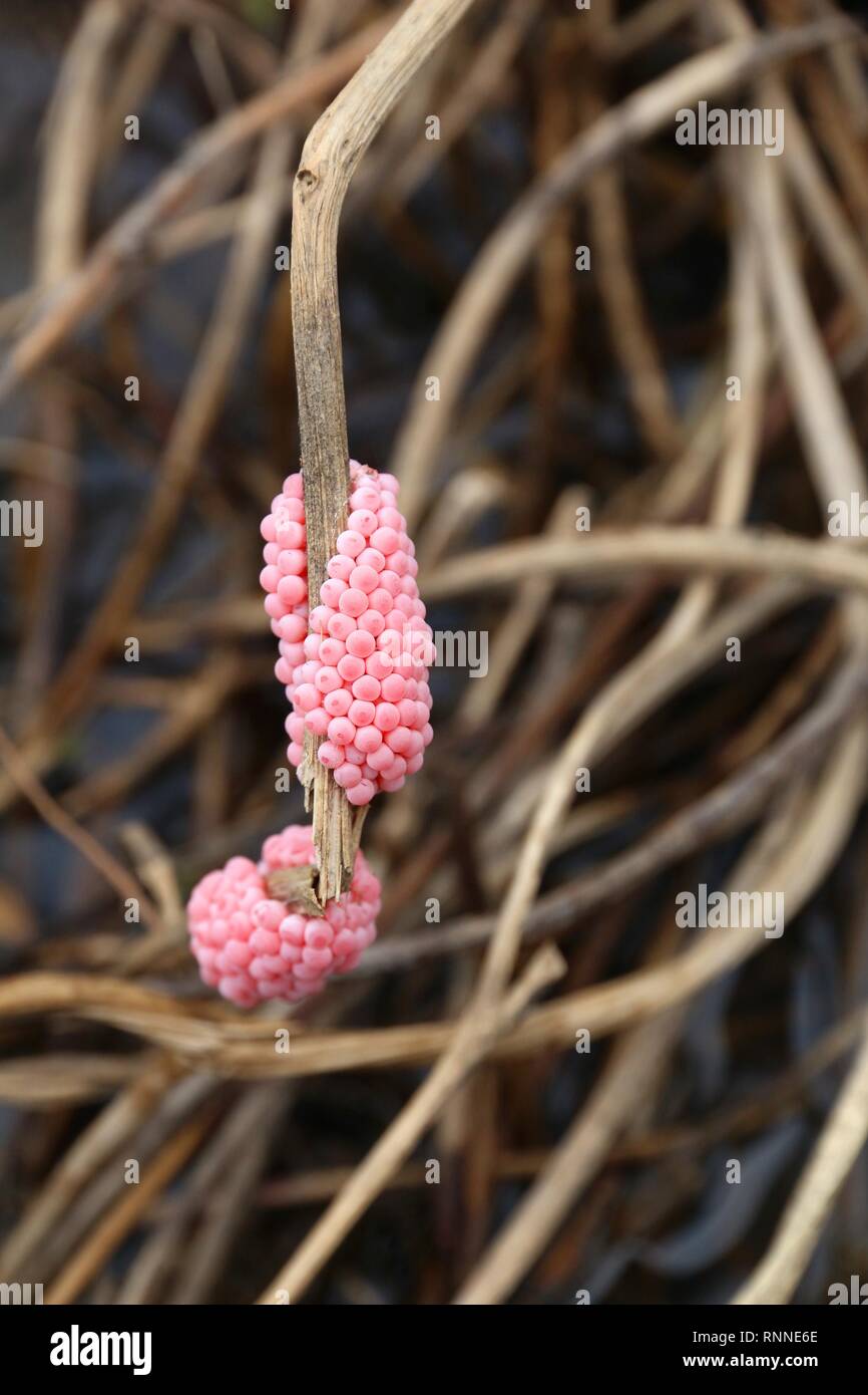 Invasive snail species - golden apple snail (Pomacea canaliculata) eggs at a rice field in Philippines. Agriculture problem - rice plant pest. Stock Photo