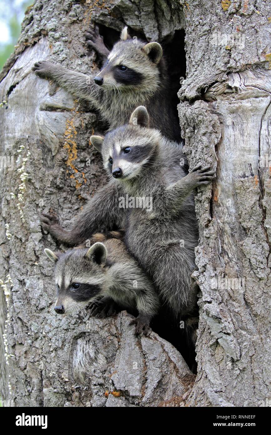 Raccoons (Procyon lotor), three young animals looking curiously from tree cave, Pine County, Minnesota, USA Stock Photo