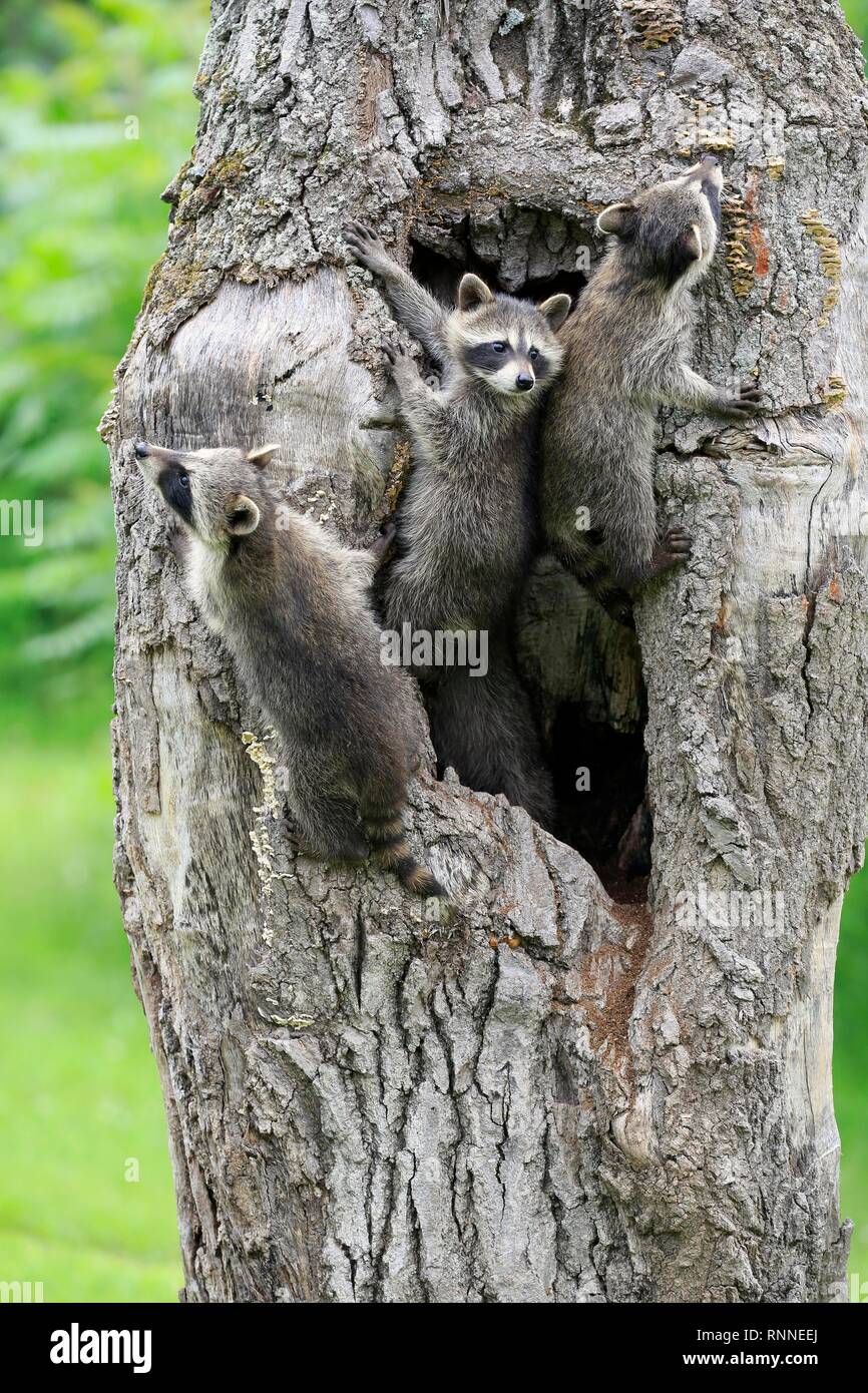 Three raccoons hi-res stock photography and images - Alamy
