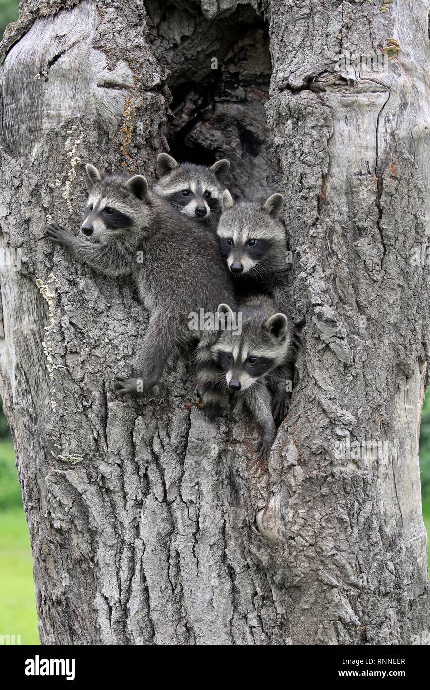 Raccoons (Procyon lotor), three young animals looking curiously from tree cave, Pine County, Minnesota, USA Stock Photo