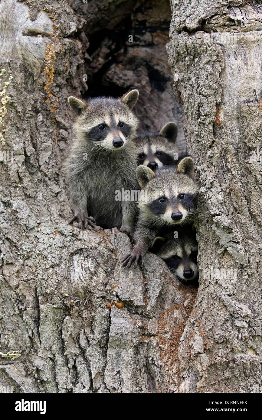Three raccoons hi-res stock photography and images - Alamy