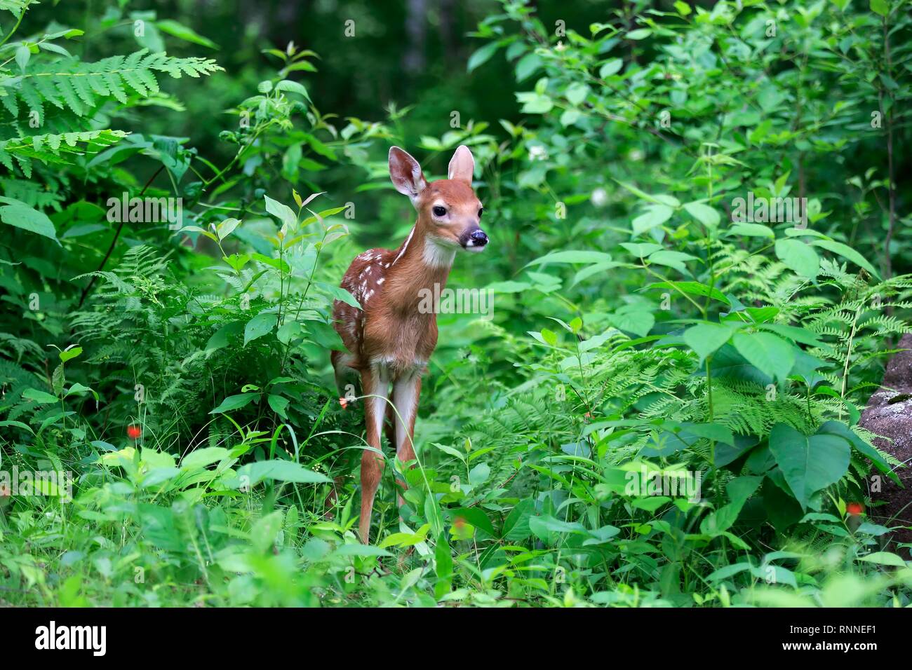 White-tailed deer (Odocoileus virginianus), young animal, ten days, in the bushes, Pine County, Minnesota, USA Stock Photo