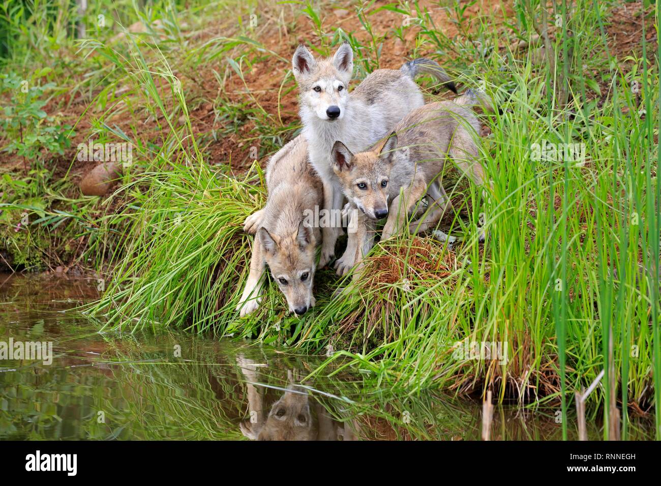 Gray wolves (Canis lupus), three young animals at the waterfront