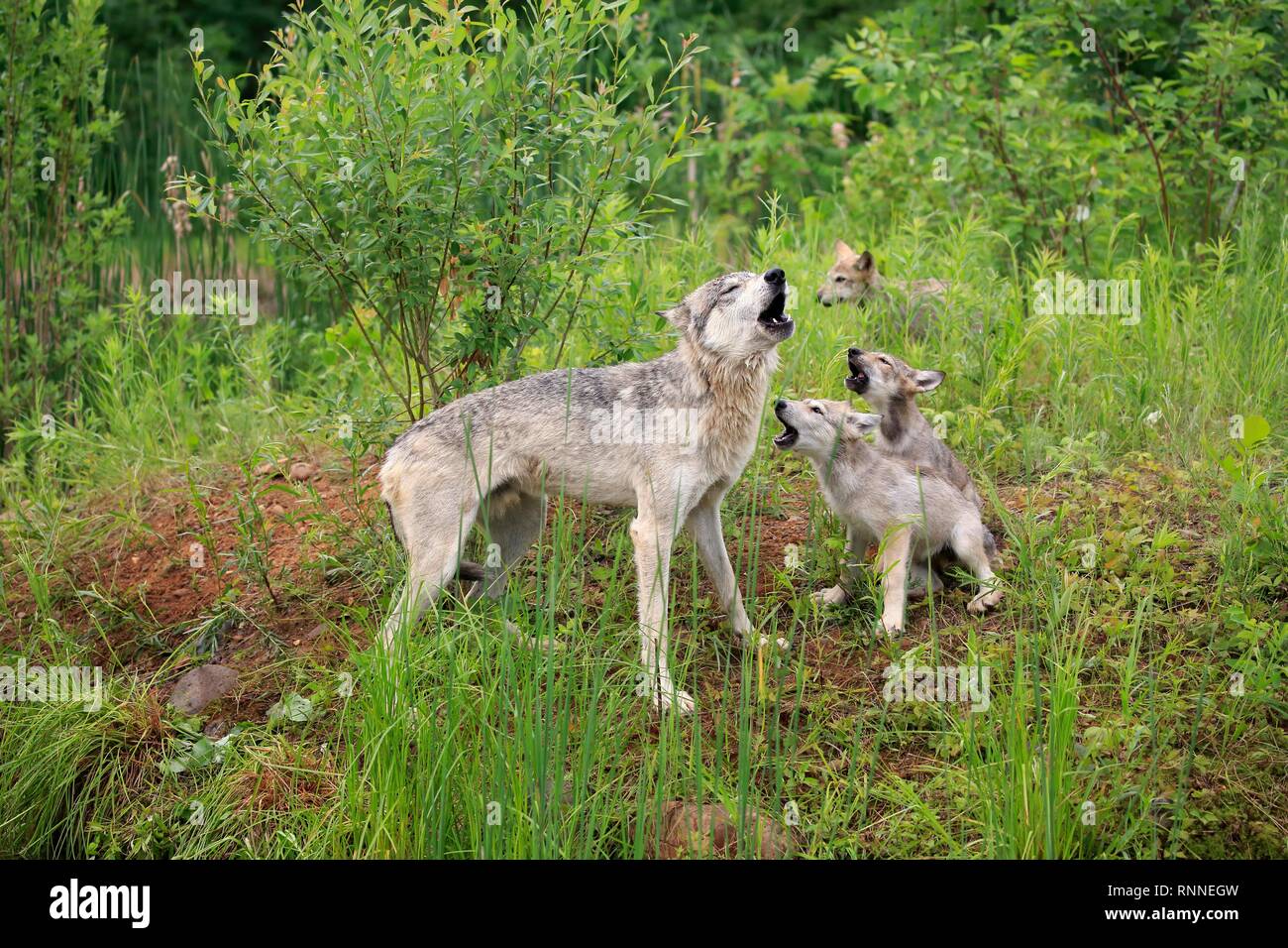 Gray wolves (Canis lupus), adult with young animals in a meadow, howling, social behaviour, Pine