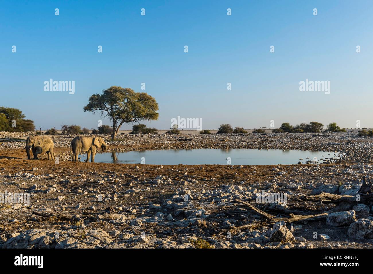 African elephants (Loxodonta africana) on a waterhole, Okaukuejo, Etosha National Park, Namibia Stock Photo