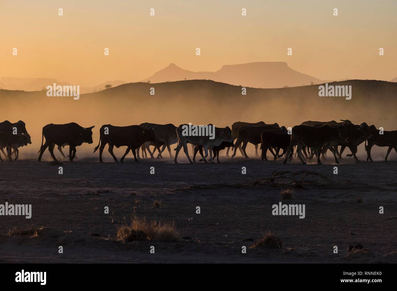 Silhouettes of cattle, herd walking in dusty savannah at sunset, Damaraland, Namibia Stock Photo