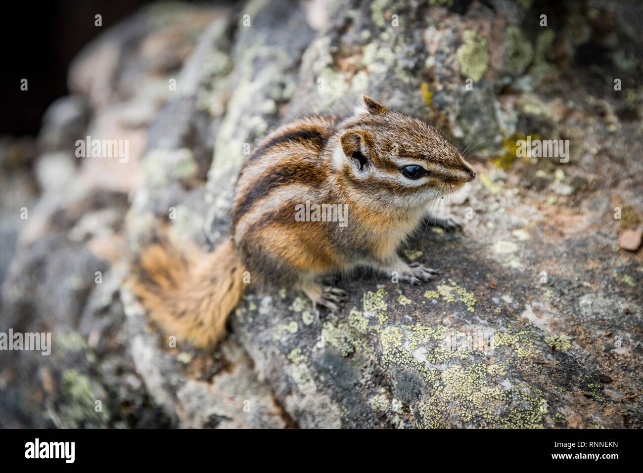 Eastern chipmunk (Tamias striatus), on a rock, Banff National Park, Alberta, Canada Stock Photo