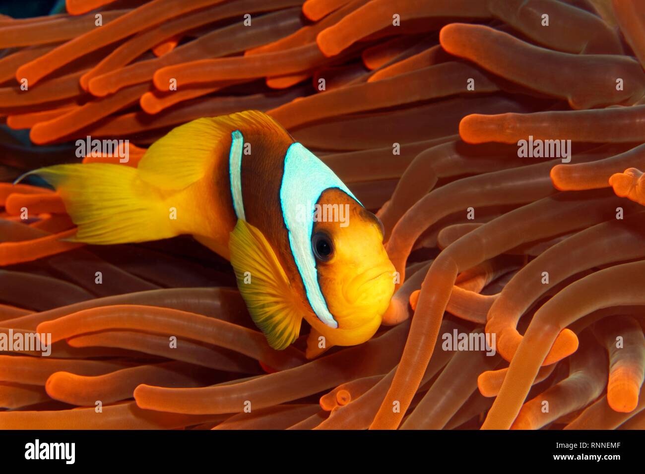 Red Sea clownfish (Amphiprion bicinctus) in Magnificent sea anemone (Heteractis magnifica) red, Red Sea, Egypt Stock Photo