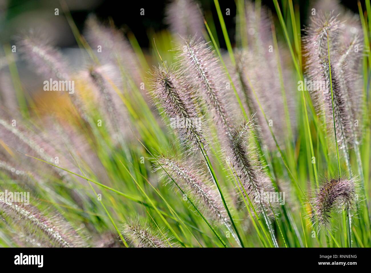 Dwarf Fountain Grass (Pennisetum alopecuroides), inflorescence, North Rhine-Westphalia, Germany Stock Photo