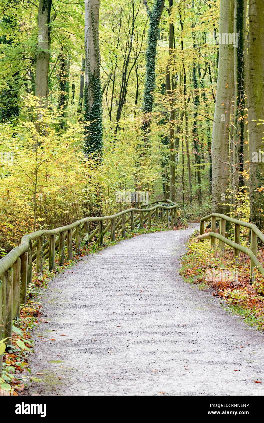 Hiking trail through Common beeches (Fagus sylvatica), deciduous forest in autumn, Felsenmeer nature reserve Stock Photo