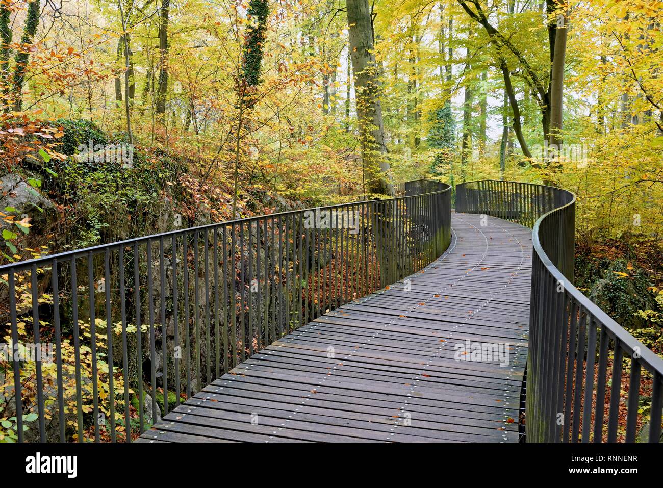 Curved pedestrian bridge in the Felsenmeer nature reserve, deciduous forest in autumn, Common beeches (Fagus sylvatica) Stock Photo