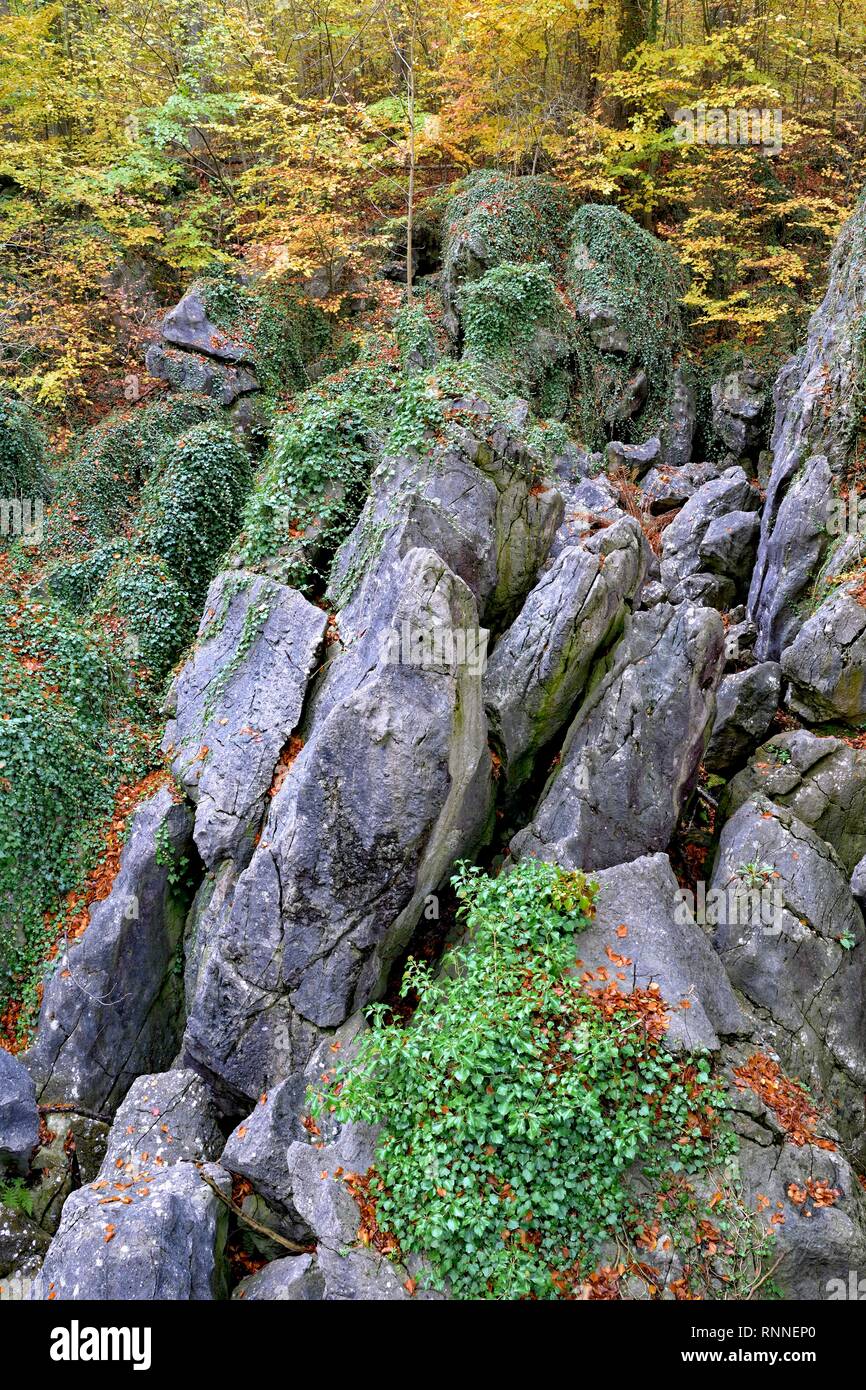 Craggy boulders covered with ivy (Hedera helix), Felsenmeer nature reserve, North Rhine-Westphalia, Germany Stock Photo