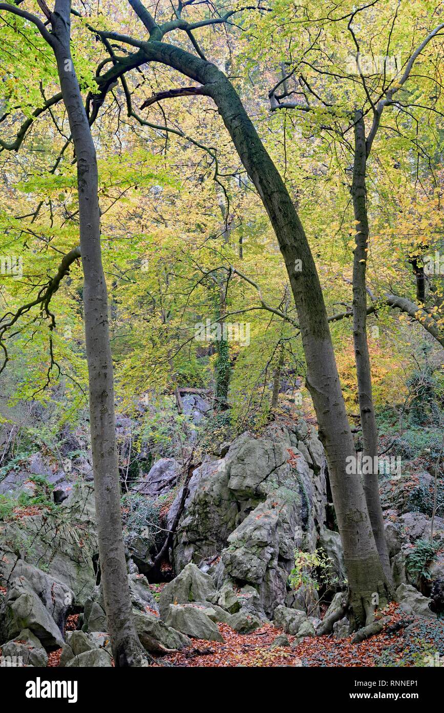 Scurrile grown Common beeches (Fagus sylvatica) at the edge of the rugged rocky landscape, deciduous forest in autumn Stock Photo