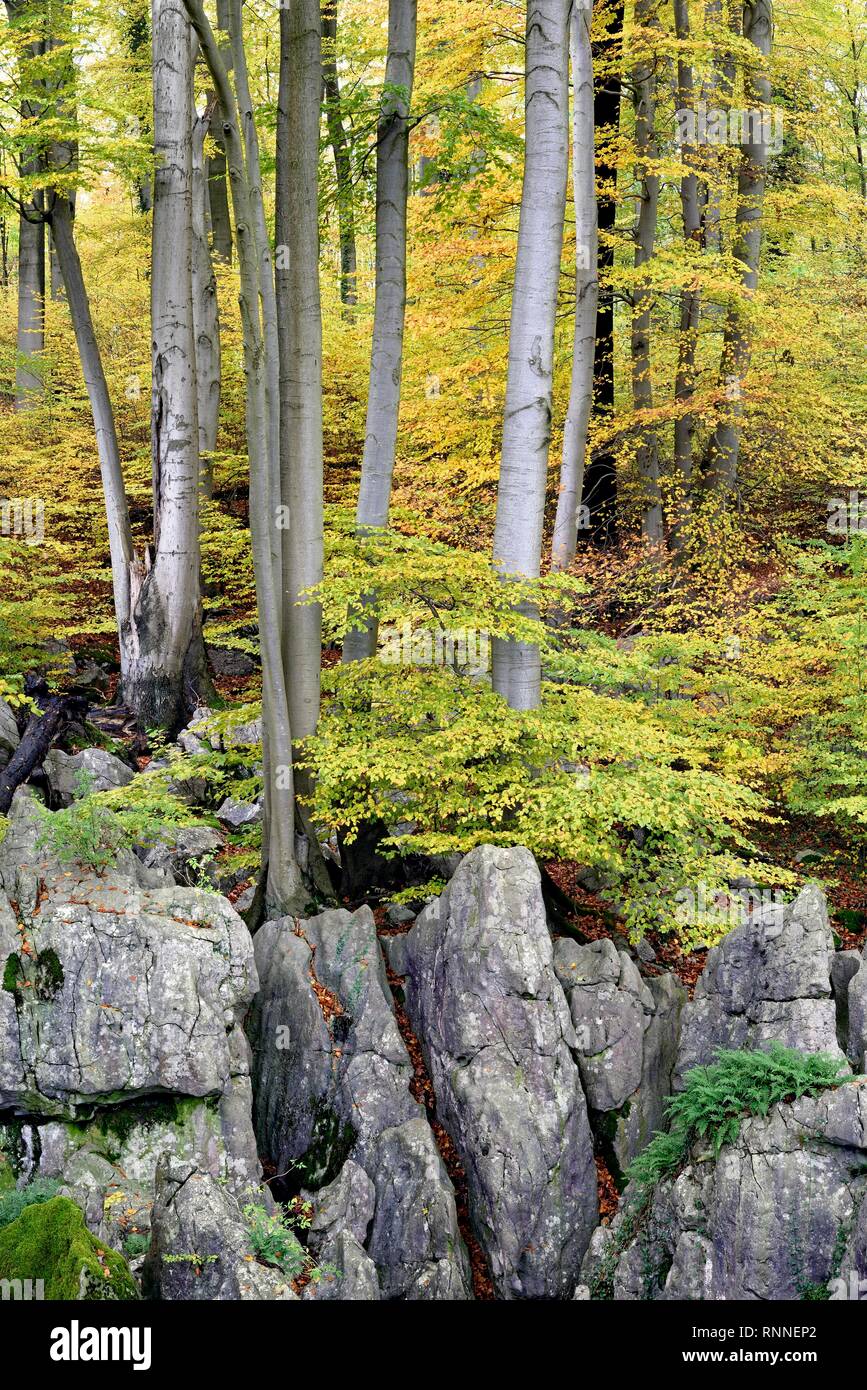 Autumn atmosphere in the rugged rocky landscape, deciduous forest with Common beeches (Fagus sylvatica) Stock Photo