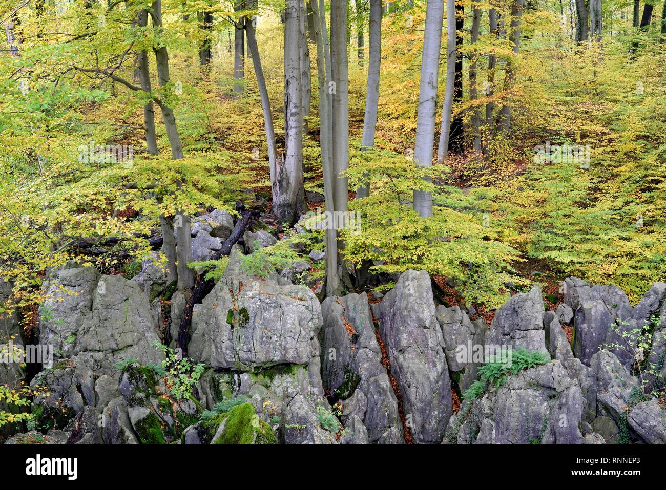 Autumn atmosphere in the rugged rocky landscape, deciduous forest with Common beeches (Fagus sylvatica) Stock Photo
