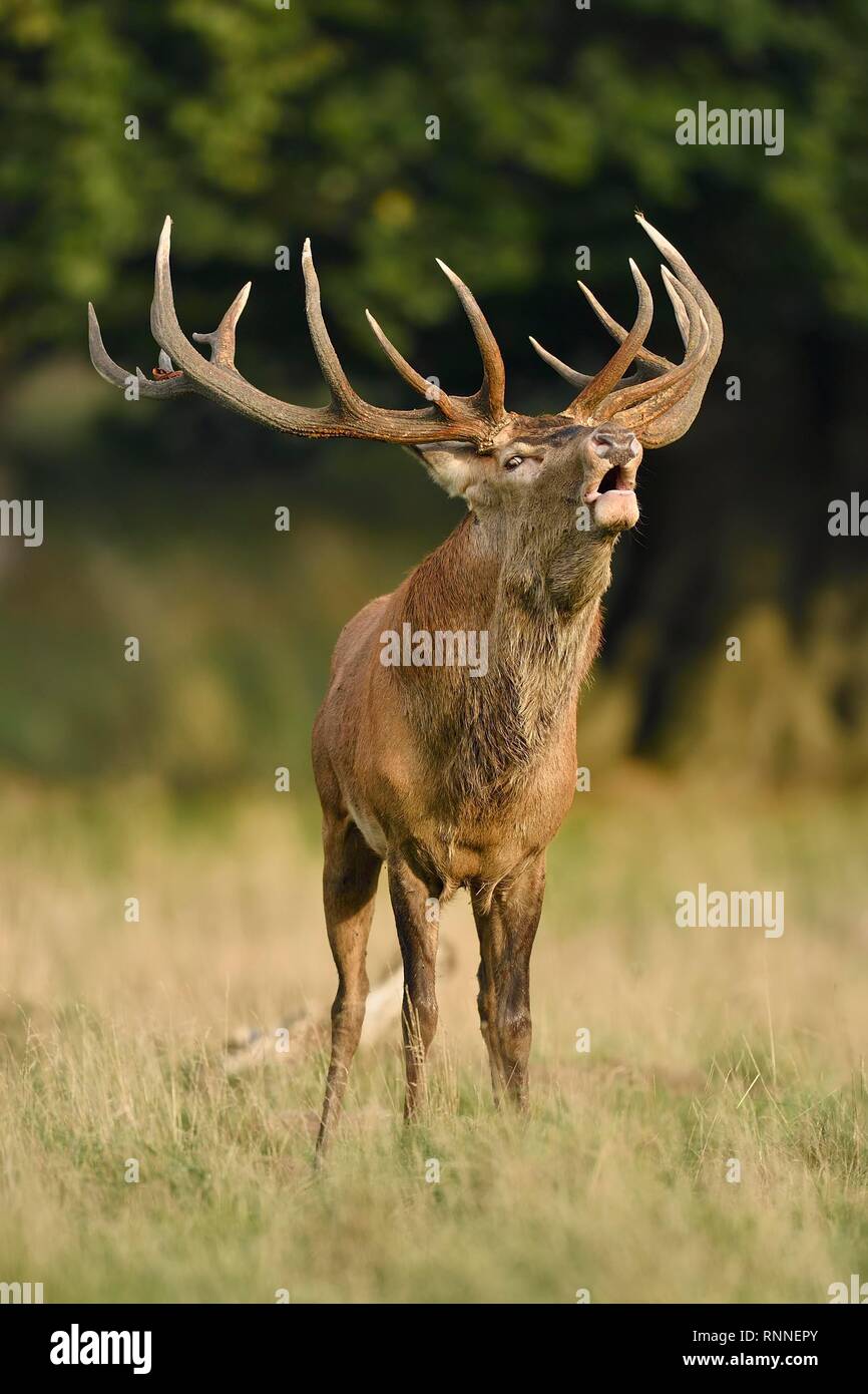 Kapitaler red deer (Cervus elaphus), belling in the rut at the edge of the forest, Jägersborg, Denmark Stock Photo