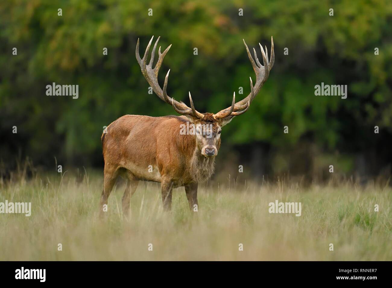 Capitalist red deer (Cervus elaphus), stands at the edge of the forest, Jägersborg, Denmark Stock Photo