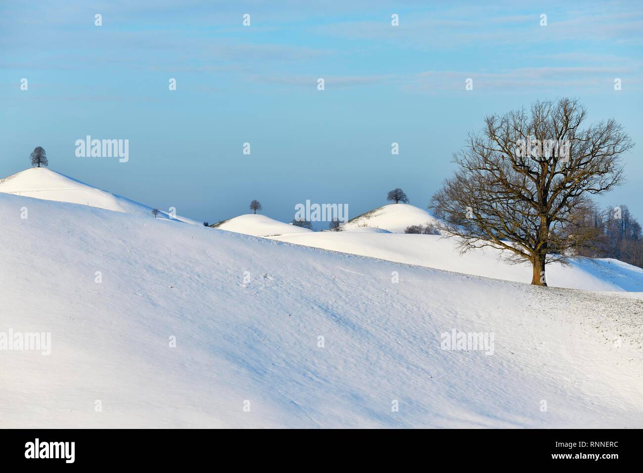 Snow-covered moraine landscape, with Linden trees (Tilia) on hills, Hirzel, Canton Zurich, Switzerland Stock Photo