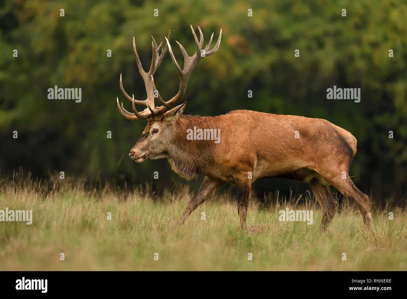Kapitaler red deer (Cervus elaphus), walks over meadow at the edge of the forest, Jägersborg, Denmark Stock Photo