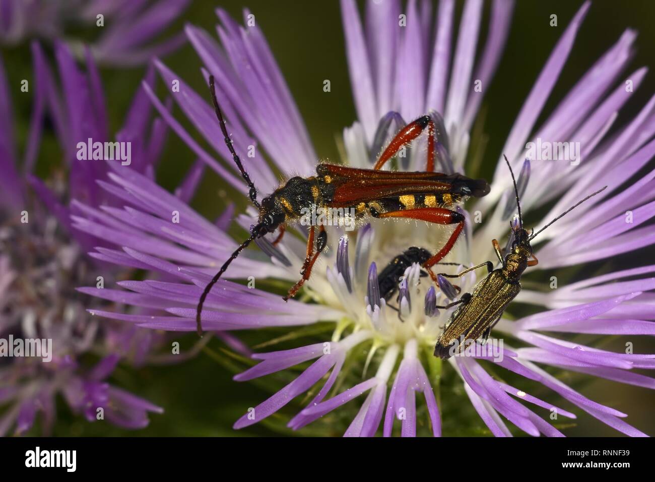 Longhorn Beetle (Stenopterus rufus), with Thick-legged flower beetle (Oedemera nobilis), female, on purple flower of a thistle Stock Photo