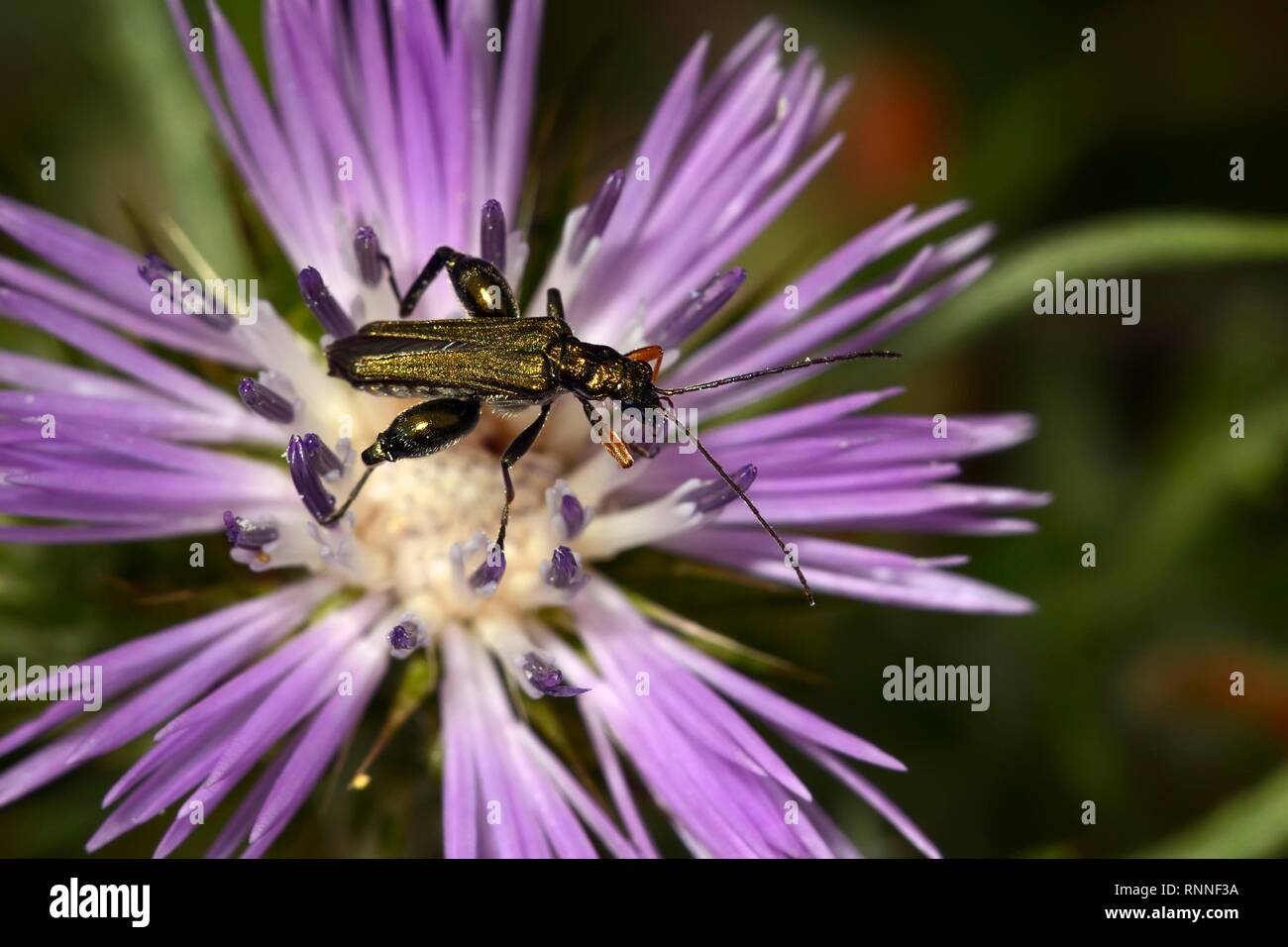 Thick-legged flower beetle (Oedemera nobilis), on purple flower of a thistle, Corfu, Greece Stock Photo