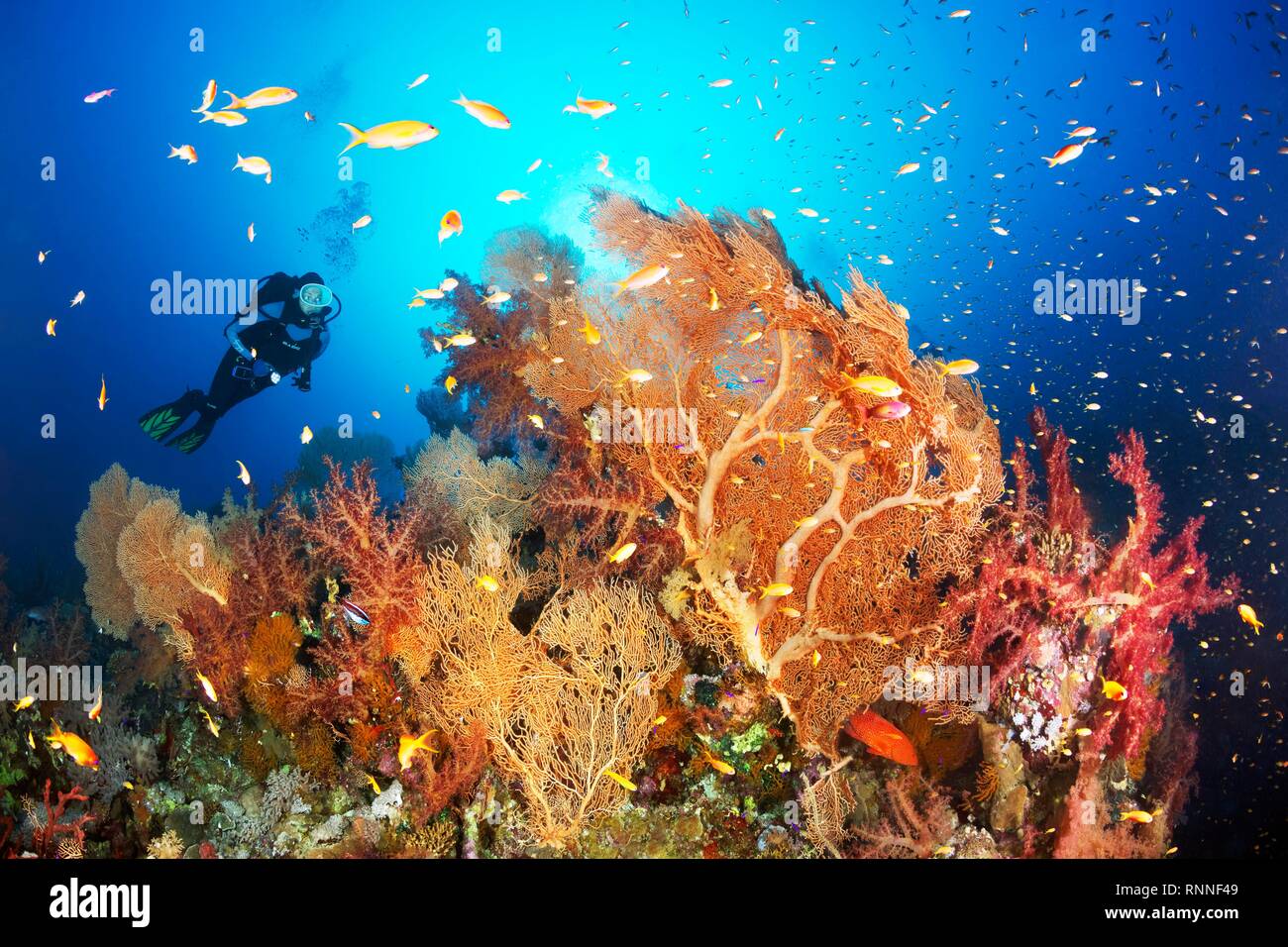 Diver looking at reef top with group of gorgonians (Annella mollis) Klunzinger's Soft Corals (Dendronephthya klunzingeri) and Stock Photo