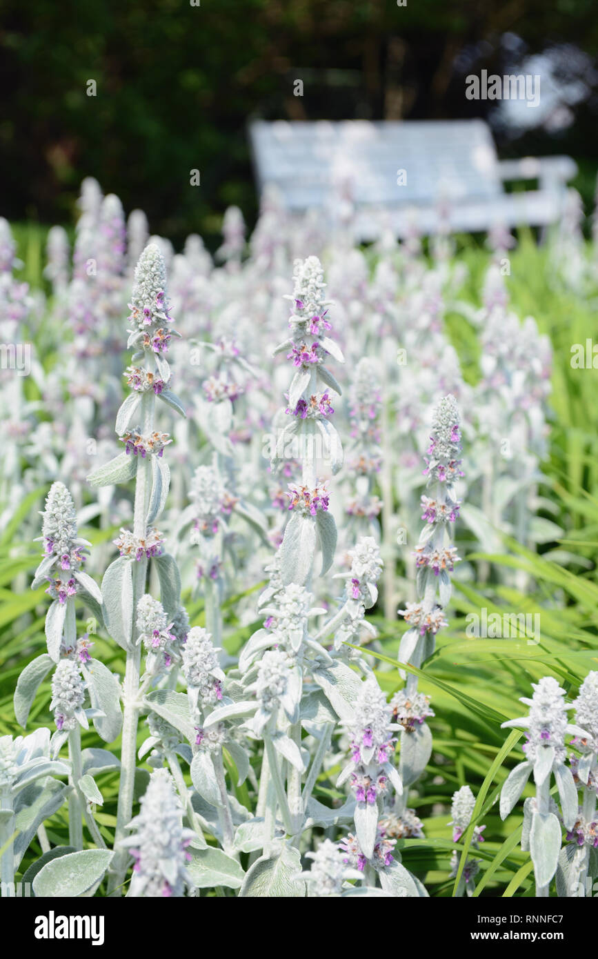 Lambs ear flower hires stock photography and images Alamy
