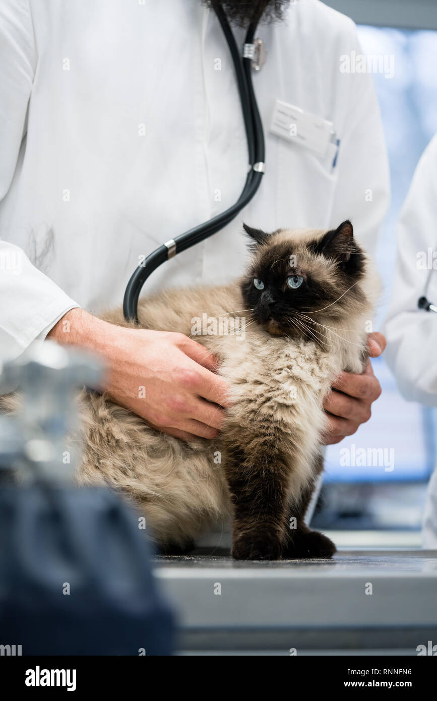 Cat being examined in veterinarian clinic Stock Photo