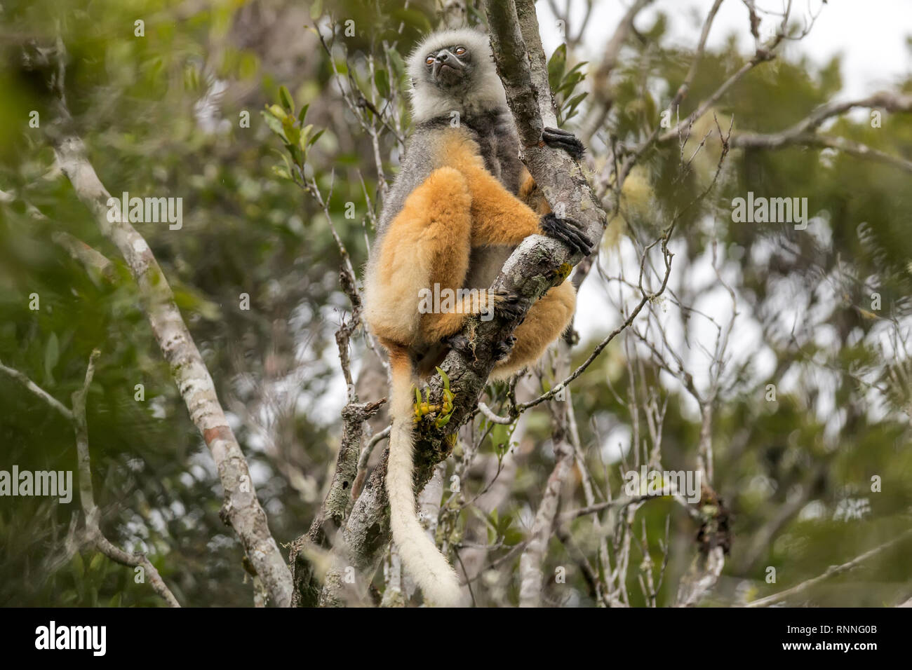 Diademed Sifaka aka diademed simpona, (Propithecus diadema) Lemur with tracker, Tonga Soa Reserve, Andasibe-Mantadia National Park, Madagascar in the  Stock Photo
