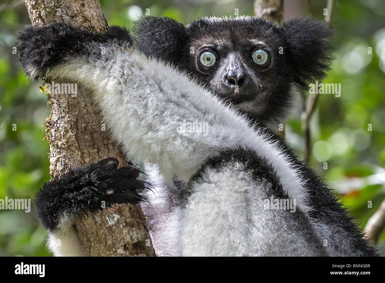 Indri Lemur, aka Babakoto, Tonga Soa Reserve, Andasibe-Mantadia National  Park Madagascar in the rain Stock Photo - Alamy