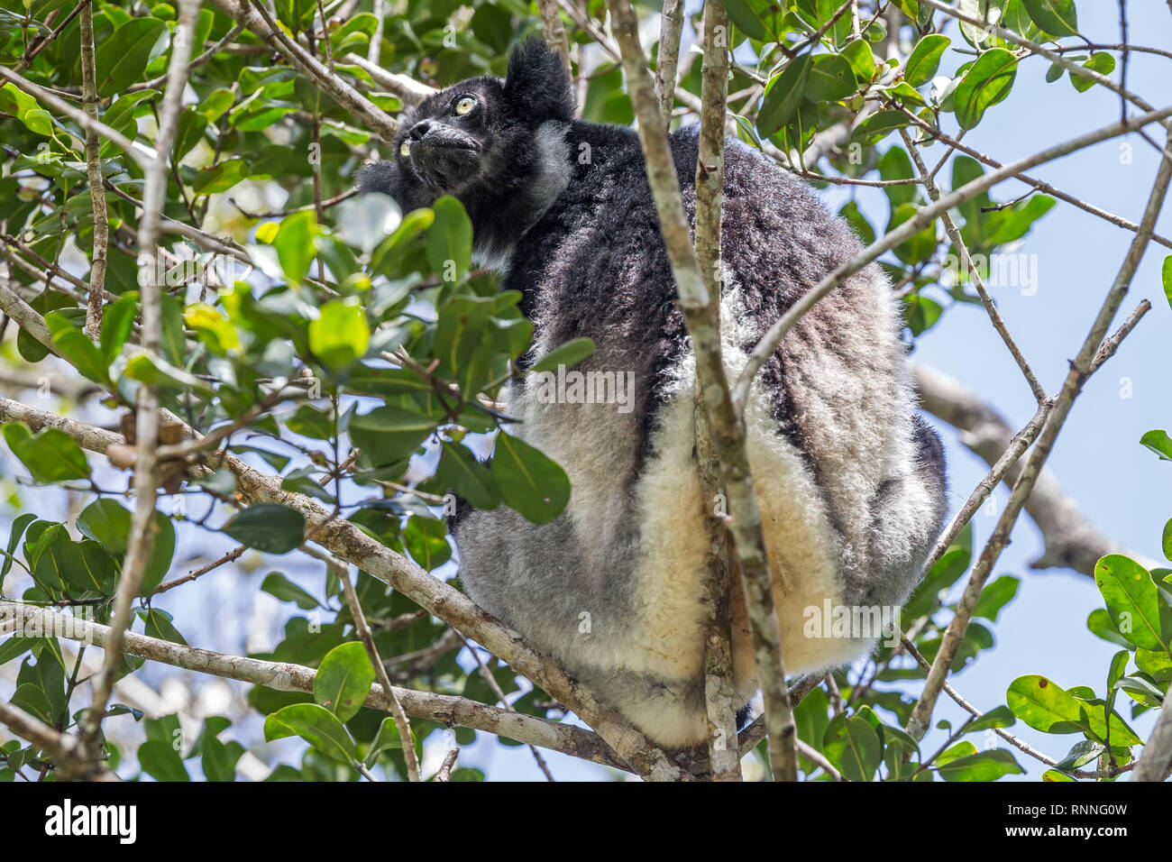 Indri Lemur, aka babakoto, Tonga Soa Reserve, Andasibe-Mantadia National  Park Madagascar Stock Photo - Alamy