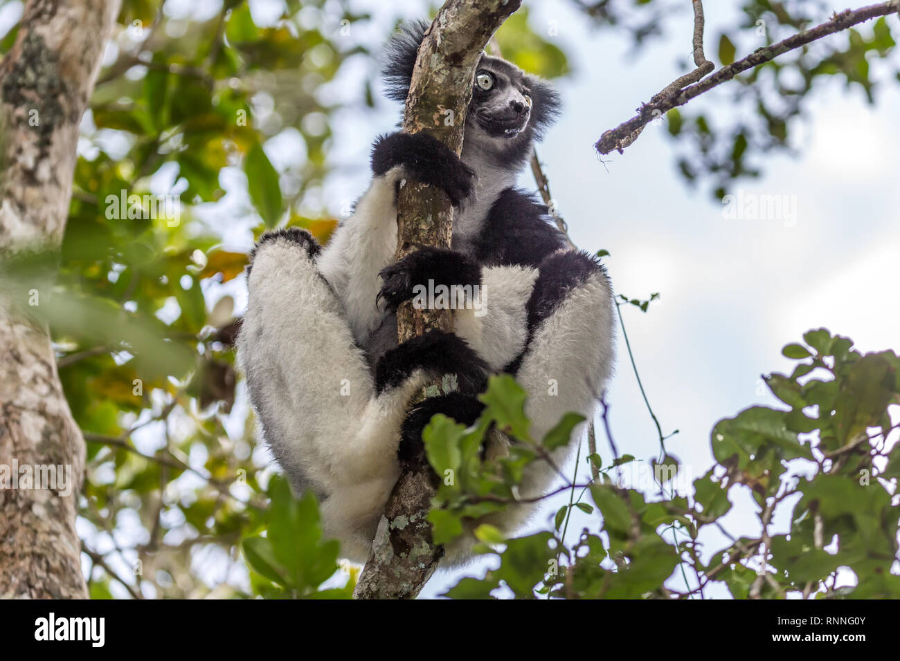 Indri Lemur, aka babakoto, Tonga Soa Reserve, Andasibe-Mantadia National Park Madagascar Stock Photo