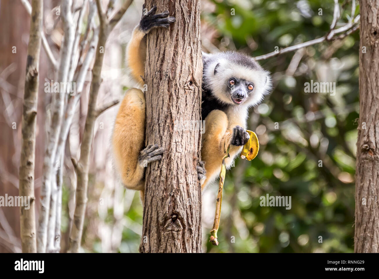 Diademed Sifakasor aka diademed simpona, Propithecus diadema, a lemur, eating banana Lemur Island, Mantandia National Park, Madagascar Stock Photo