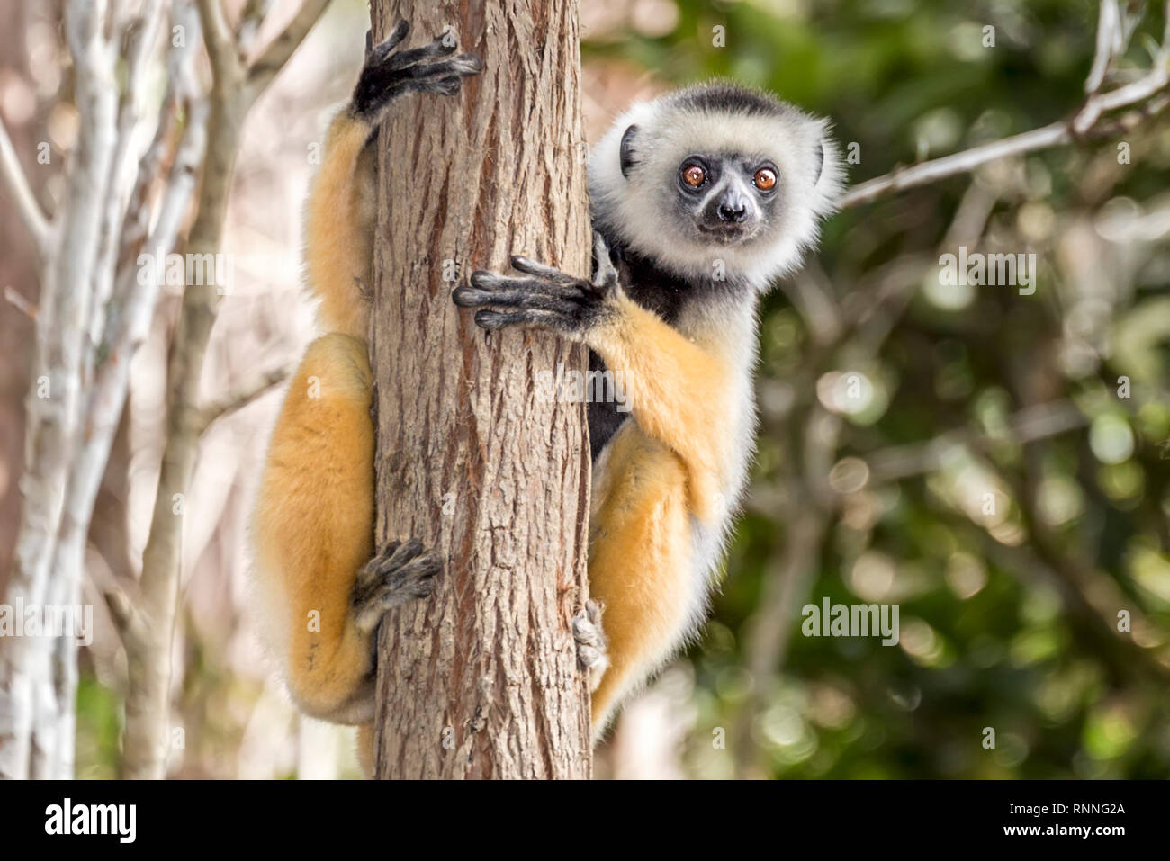 Diademed Sifakasor aka diademed simpona, Propithecus diadema, a lemur,Lemur Island, Mantandia National Park, Madagascar Stock Photo
