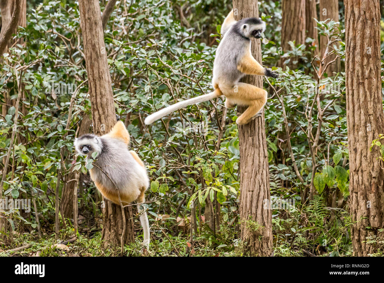Diademed Sifakasor aka diademed simpona, Propithecus diadema, a lemur, about to leap, Lemur Island, Mantandia National Park, Madagascar Stock Photo