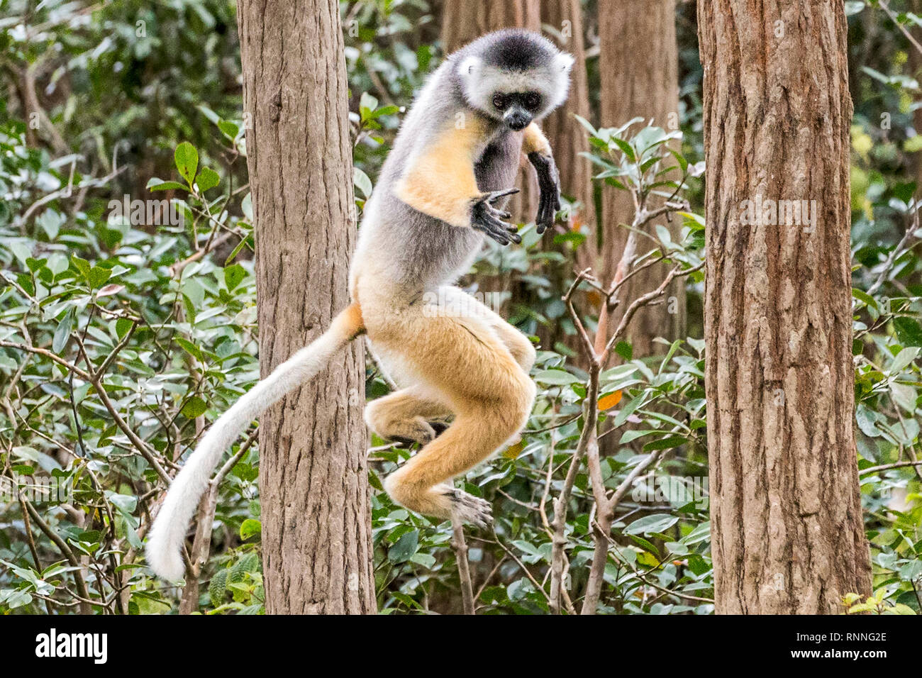 Diademed Sifakasor aka diademed simpona, Propithecus diadema, a lemur,leaping, Lemur Island, Mantandia National Park, Madagascar Stock Photo