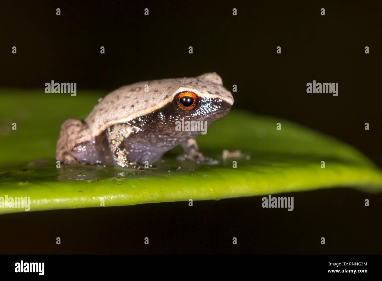 Bright-Eyed Tree Frog, Boophis madagascariensis, Forest floor Palmarium reserve, Lake Ampitabe, Pangalanes, Madagascar Stock Photo