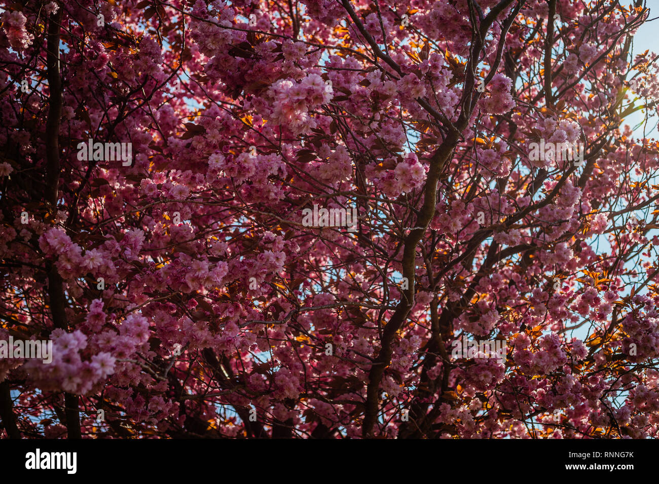 Pink Cherry Blossom in the Sun Stock Photo - Alamy