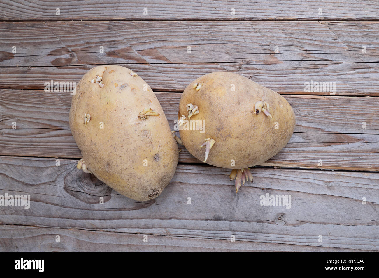Vegetable Food Potato Potato Sprout High Resolution Stock Photography ...
