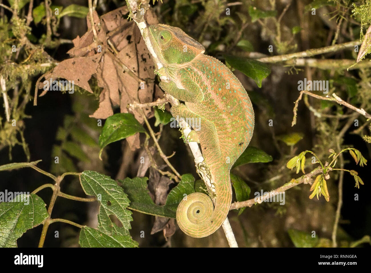Female O'Shaughnessy's Chameleon, Calumma oshaughnessyi. Changing
