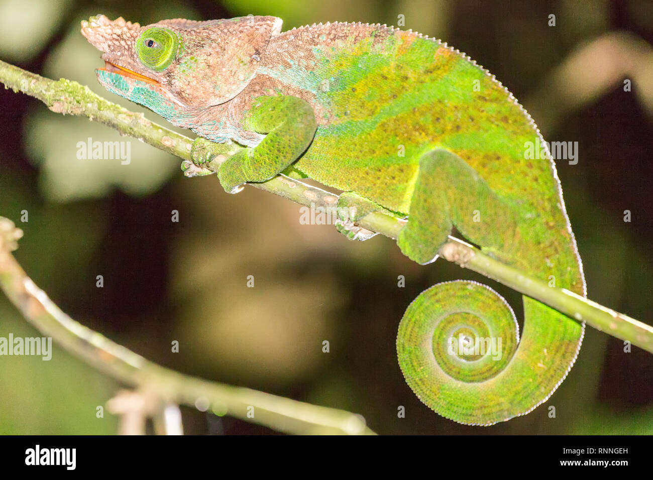 Male O'Shaughnessy's Chameleon, Calumma oshaughnessyi, Ranomafana